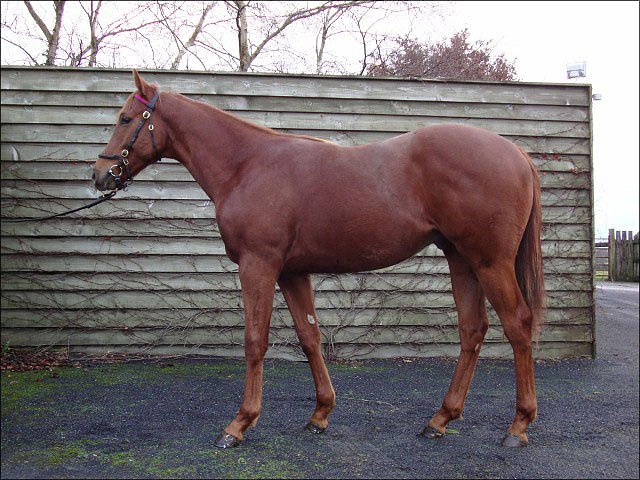 King Cobra third at Wolverhampton