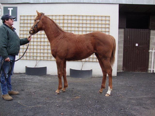 Kingi Star wins in Poland on 12th October 2019