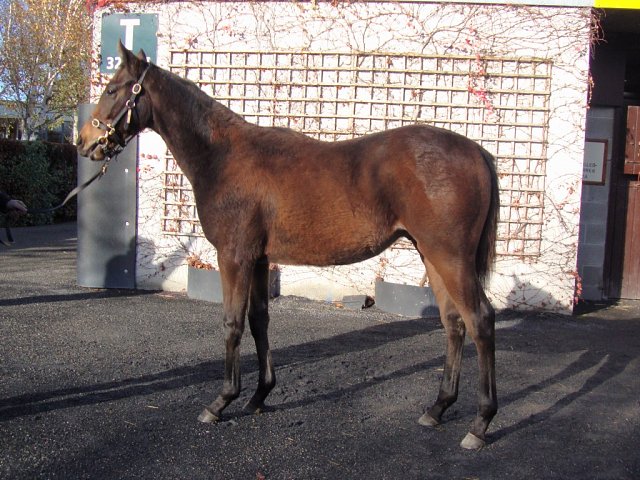 King's Charter third on racecourse debut at Sandown on 31st July 2024