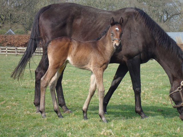 King's Charter third on racecourse debut at Sandown on 31st July 2024