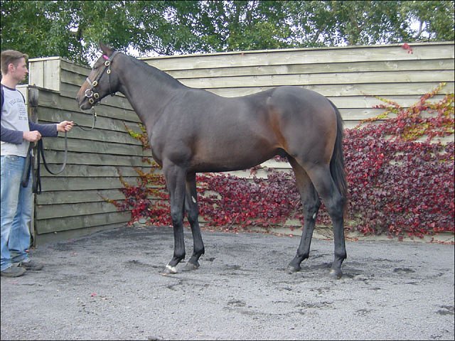 Kingsfort third at Meydan