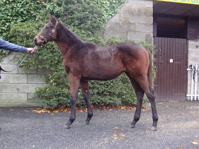 Kings Proctor second at Leicester on 28th April 2018