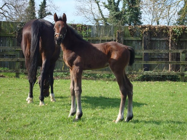 Kings Proctor second at Leicester on 28th April 2018