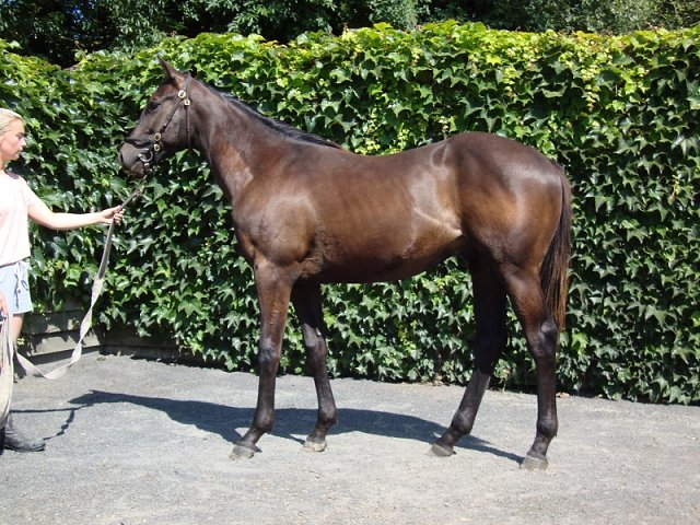 Kitaro Kich third at Kempton on 14th October 2026