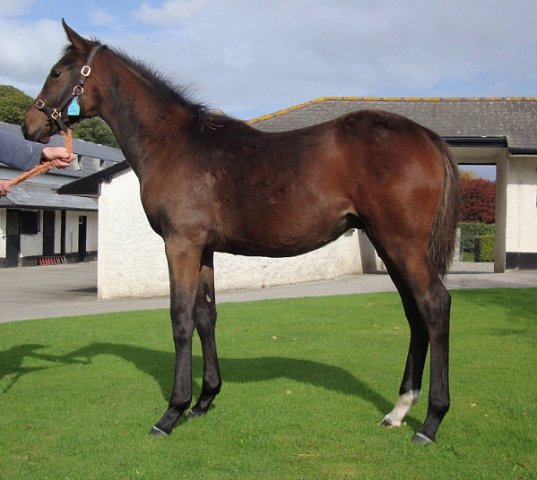 Knight's Order third in Listed Race on 5th December 2020