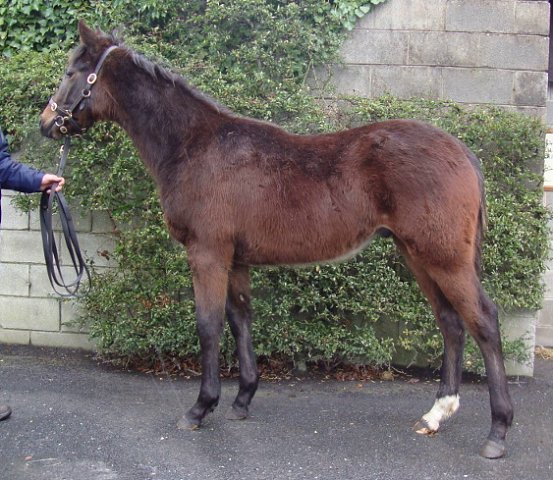 Knight's Order third in Group 3 at Randwick on 17th September 2022