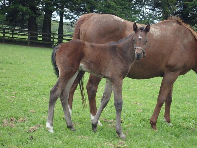 Knight's Order wins Group 1 at Randwick on 9th April 2022