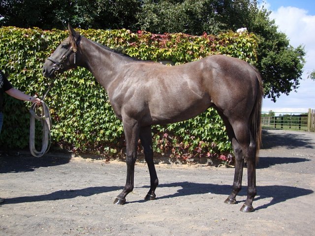 Kraftwork second at Ayr