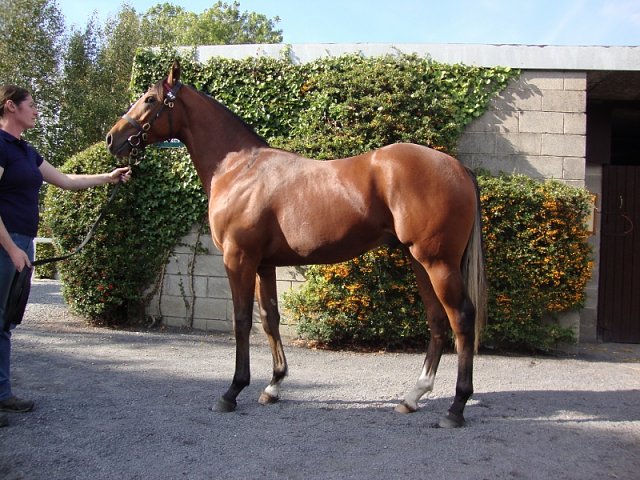 Kupa River second at Navan on 25th October 2017