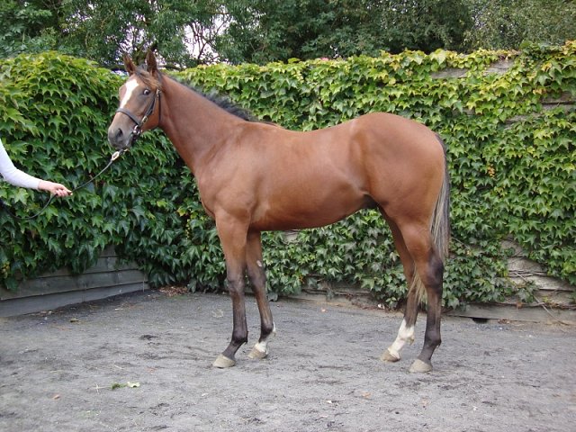 Kupa River wins at Listowel