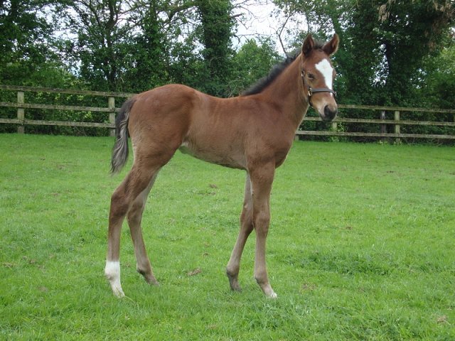 Kupa River wins at Listowel