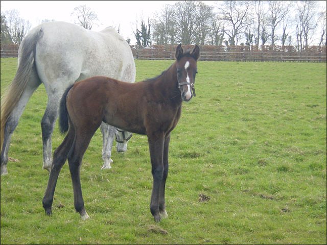 Lady Excellentia third at Ffos Las