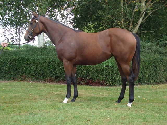 Lady Beano wins on racecourse debut at Catterick on 20th May 2022