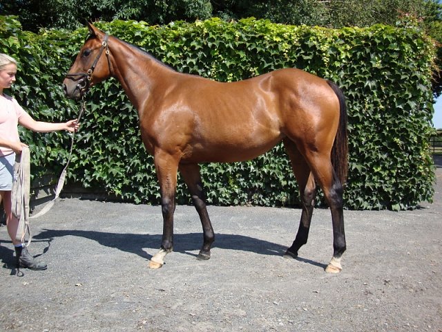 Lady Beano wins on racecourse debut at Catterick on 20th May 2022