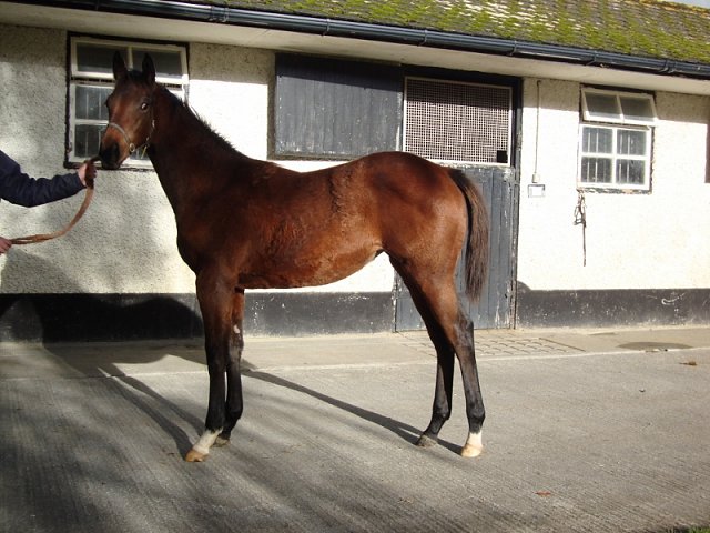 Lady Beano wins on racecourse debut at Catterick on 20th May 2022