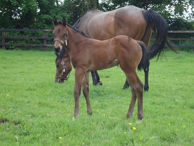 Lady Beano wins on racecourse debut at Catterick on 20th May 2022