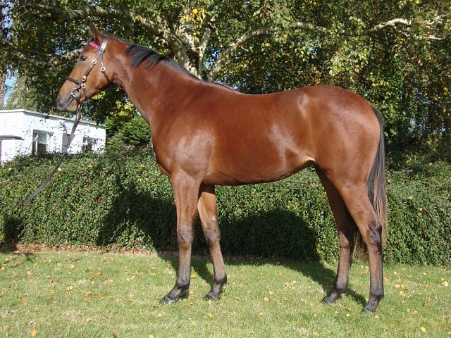 Lady Dora Mae second in Listed race at Clairefontaine on 14th August 2026