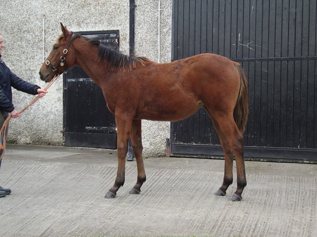 Lady Dora Mae second at Goodwood on 31st July 2026
