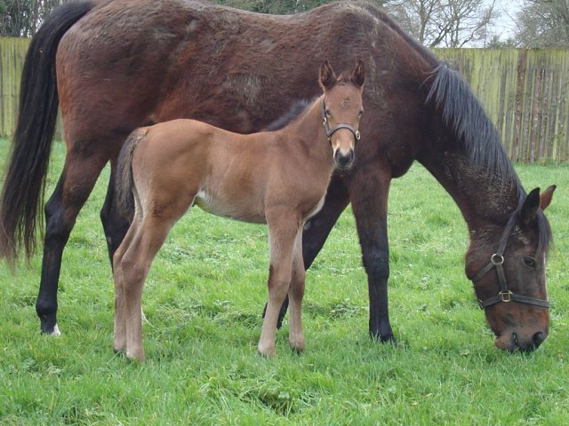 Lady Dora Mae second at Goodwood on 31st July 2026