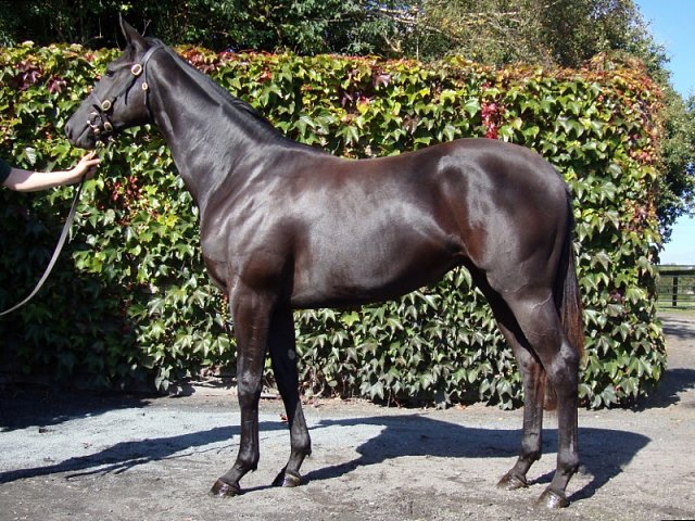 Lady Joanna wins at Warsaw, Poland on 15th May 2022