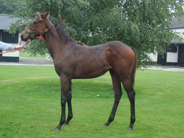 Lady of the Lamp wins at Newcastle on 3rd November 2017