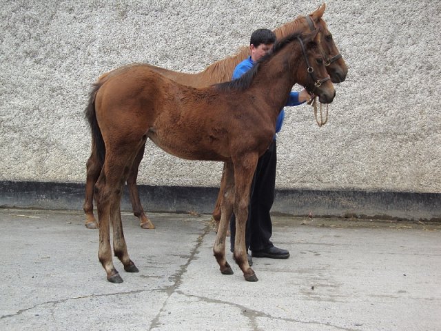 Lady of the Lamp second at Newcastle