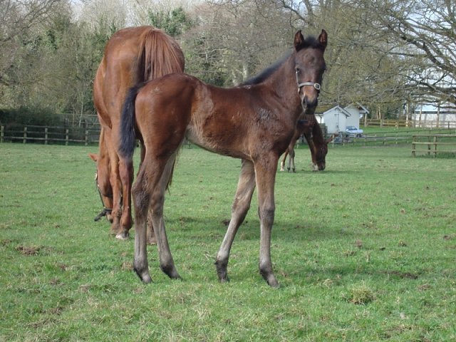 Lady of the Lamp wins at Newcastle