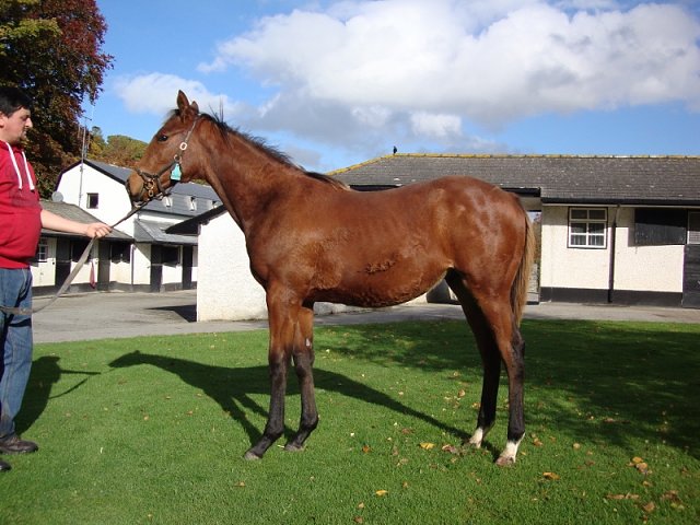 Lansky wins on racecourse debut