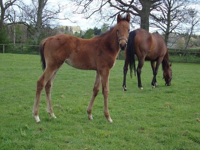 Lansky wins at Kempton