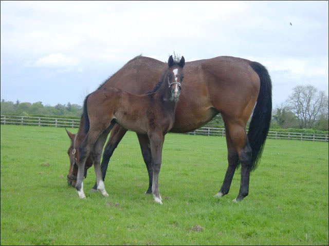 Larwood second at Ascot