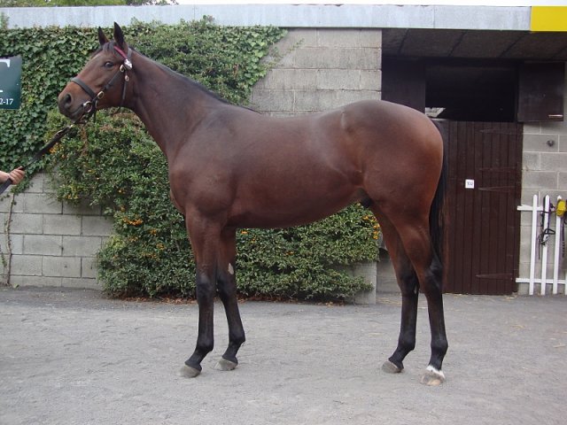 Lascar wins at Maisons-Laffitte