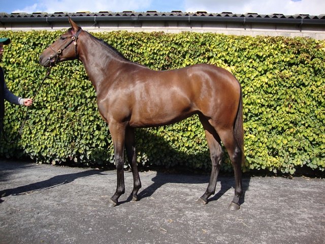 Lavender second at Remington Park on 23rd October 2021