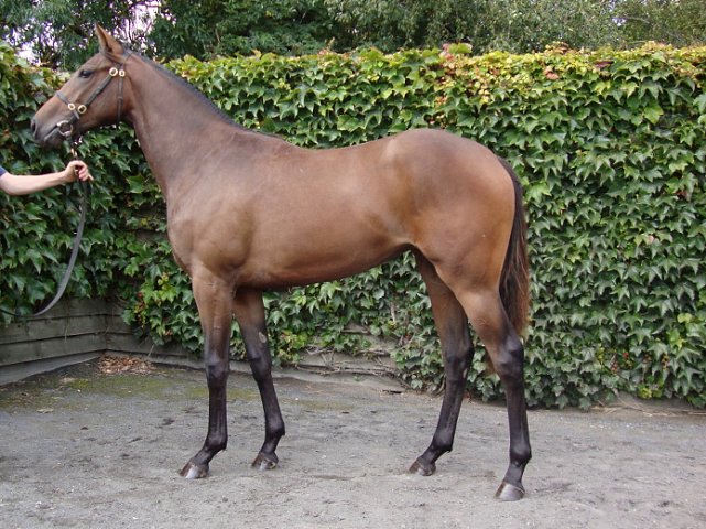 Lavender second at Remington Park on 23rd October 2021