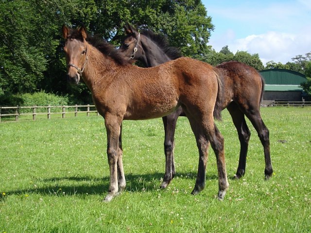 Lavender second on racecourse debut at Listowel on 14th September 2018