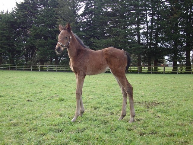 Lavender second at Remington Park on 23rd October 2021