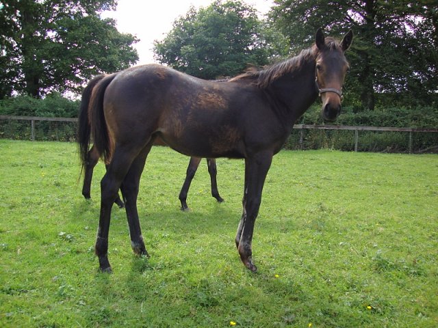 Lavender's Blue wins Group 2 at Goodwood on 28th August 2021