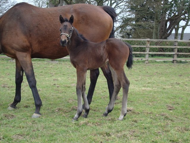 Lavender's Blue second in Listed Race at Lingfield on 29th October 2020