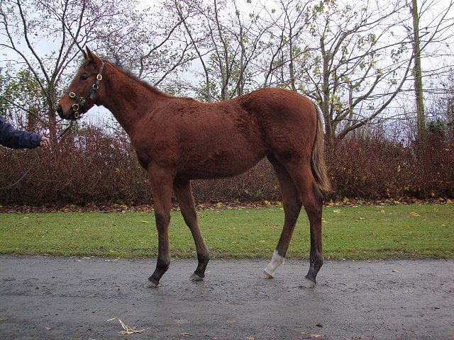 Le Blue Et Noir wins at Toulouse