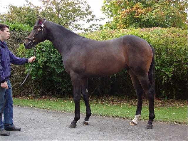 Legal Waves second at Ayr