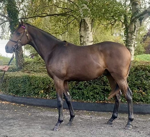 Leo Phelps wins on racecourse debut on 28th October 2026