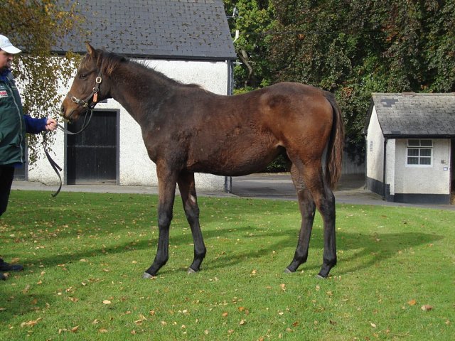 Leo Phelps wins on racecourse debut on 28th October 2026