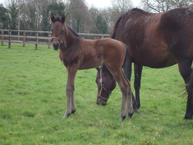 Leo Phelps wins on racecourse debut on 28th October 2026
