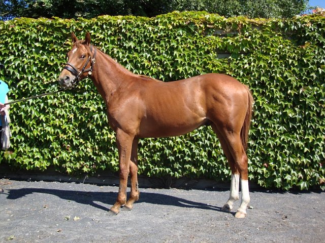 Le Roi Du Temps wins at Leicester