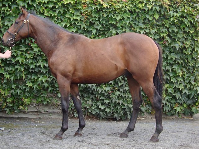 Liberal wins at Santa Anita on 14th February 2021
