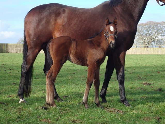 Liberal second at Santa Anita on 17th January 2022