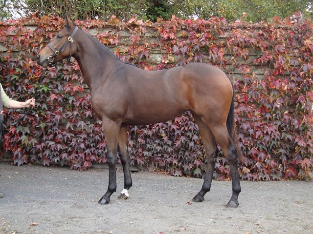 Light Blush wins at Toulouse on 14th September 2020
