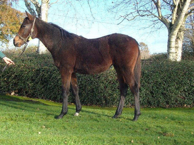 Light Blush wins at Toulouse on 14th September 2020