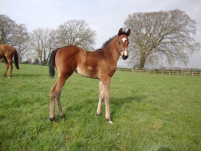 Light Blush third in Listed Race at Meydan on 27th February 2020