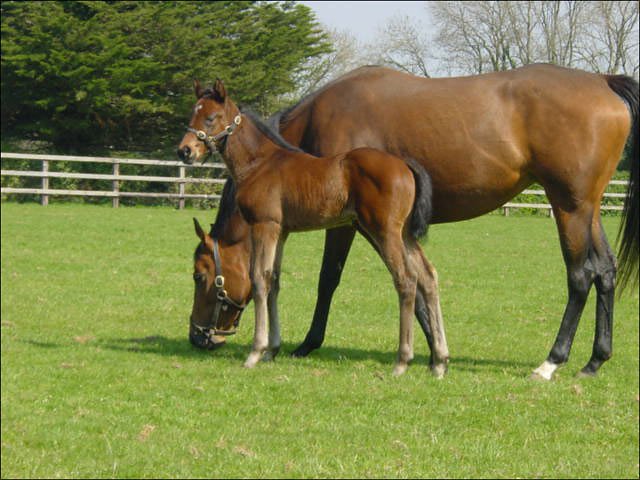 Lily's Angel third in Listed Race