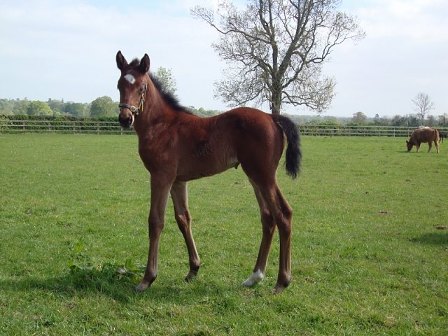 Lismore second in Listed Race at Gowran Park on 5th May 2021